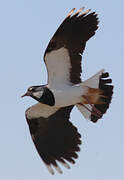 Northern Lapwing