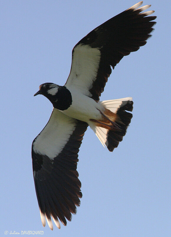 Northern Lapwing, Flight