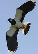 Northern Lapwing