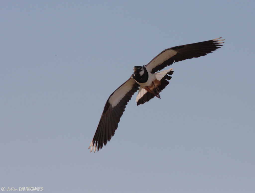 Northern Lapwing, Flight