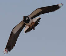 Northern Lapwing