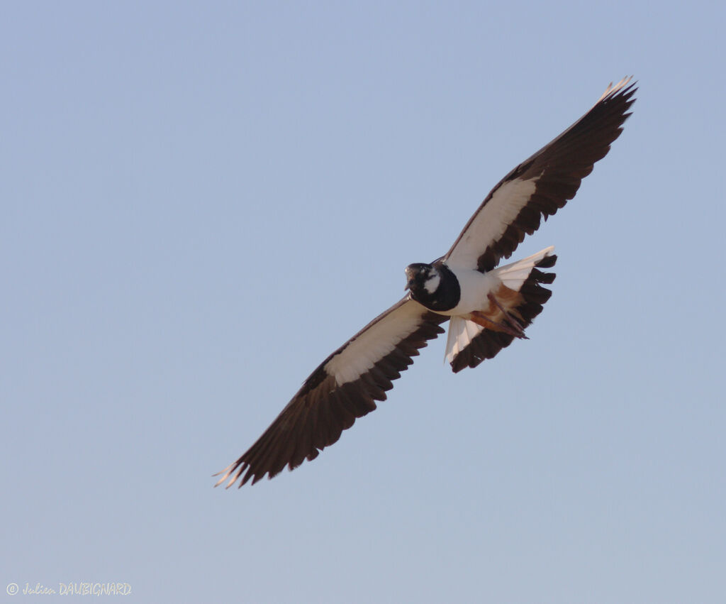 Northern Lapwing, Flight