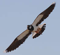 Northern Lapwing