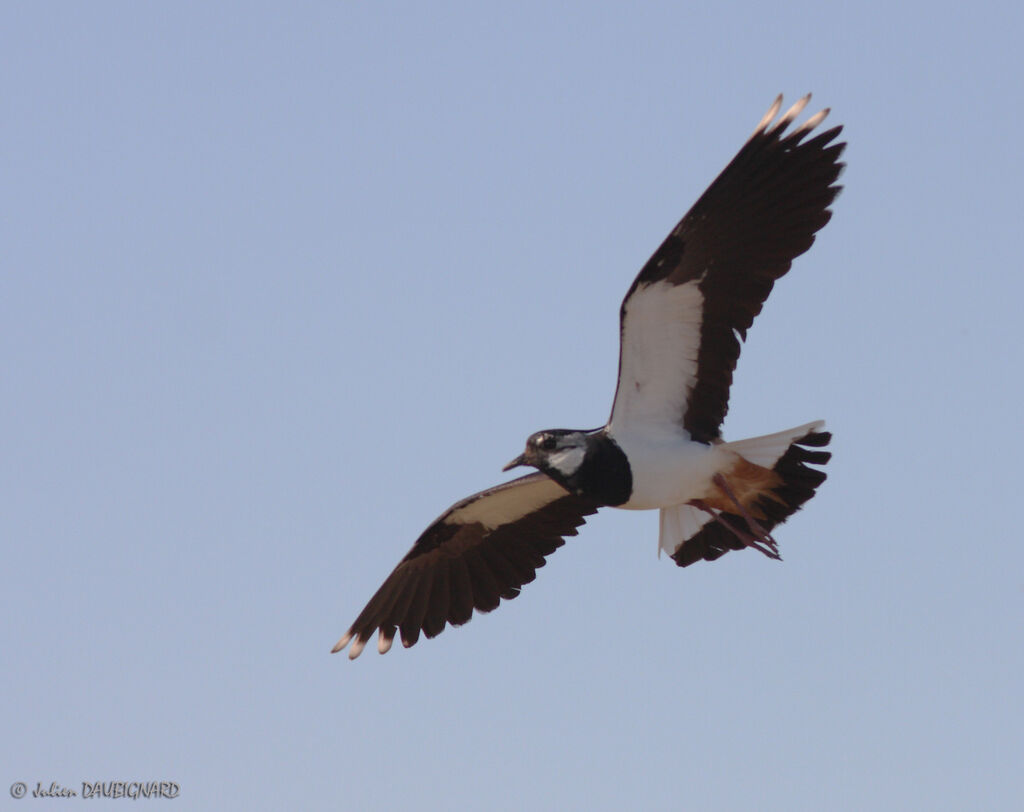 Northern Lapwing, Flight