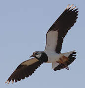 Northern Lapwing