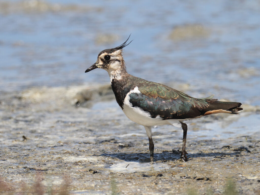 Vanneau huppé, identification