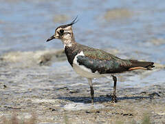 Northern Lapwing