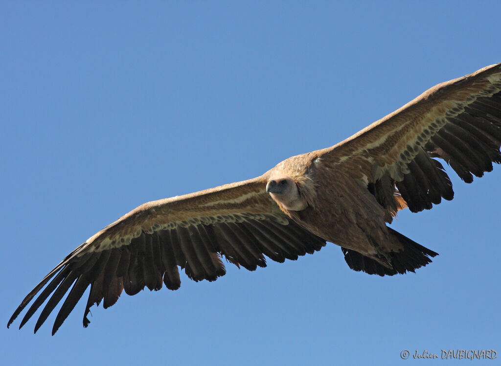 Vautour fauve, Vol