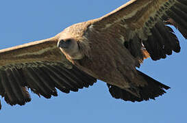 Griffon Vulture