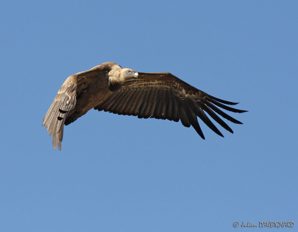 Vautour fauve, Vol