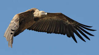 Griffon Vulture