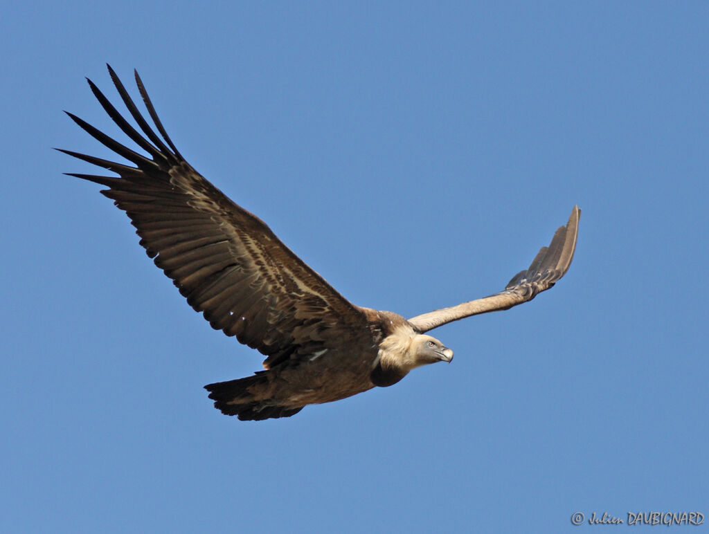 Vautour fauve, Vol