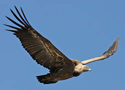 Griffon Vulture