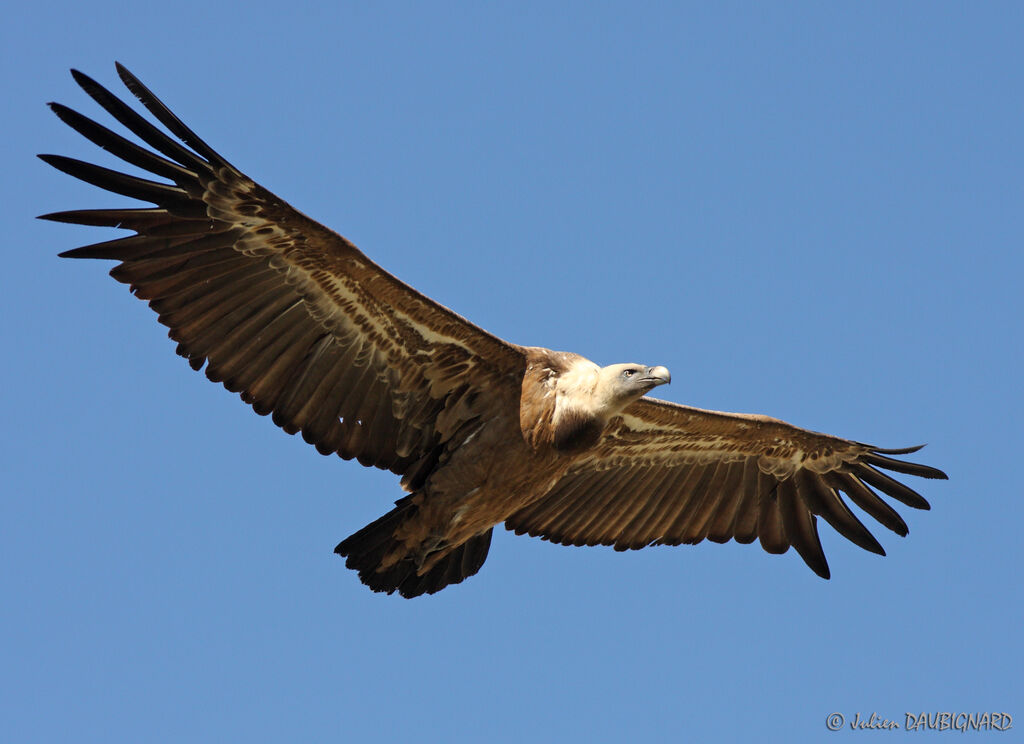 Vautour fauve, Vol