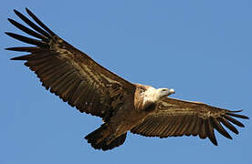 Griffon Vulture