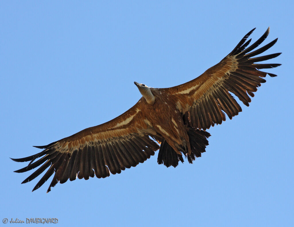 Vautour fauve, Vol