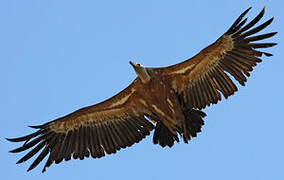 Griffon Vulture