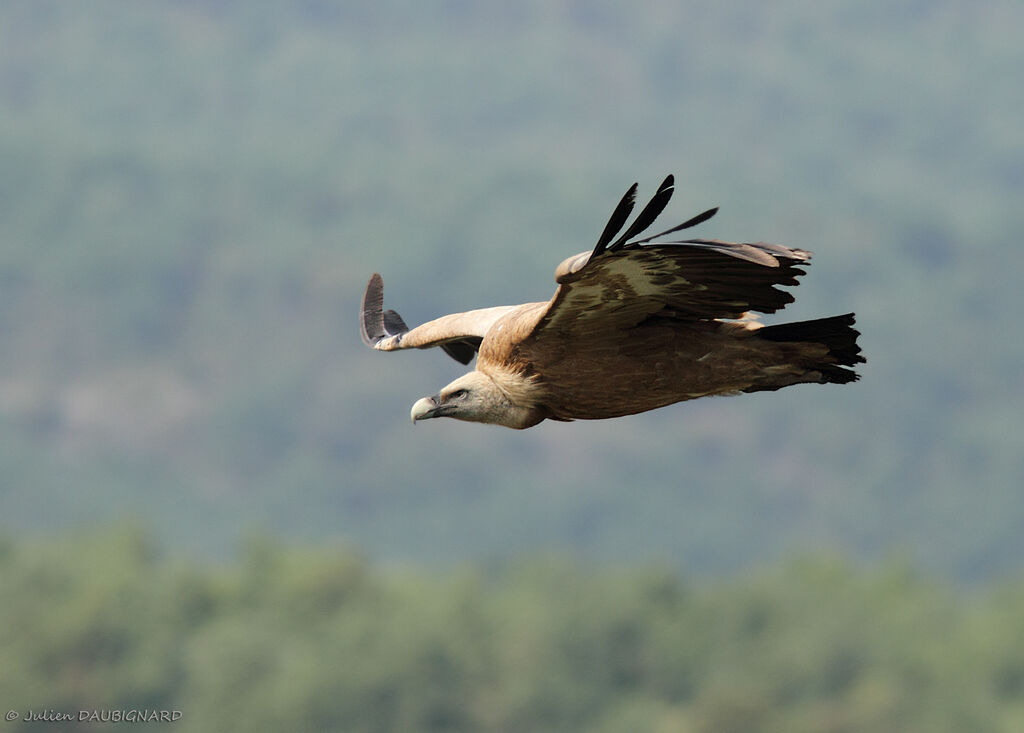 Vautour fauve, Vol