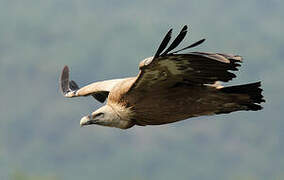 Griffon Vulture