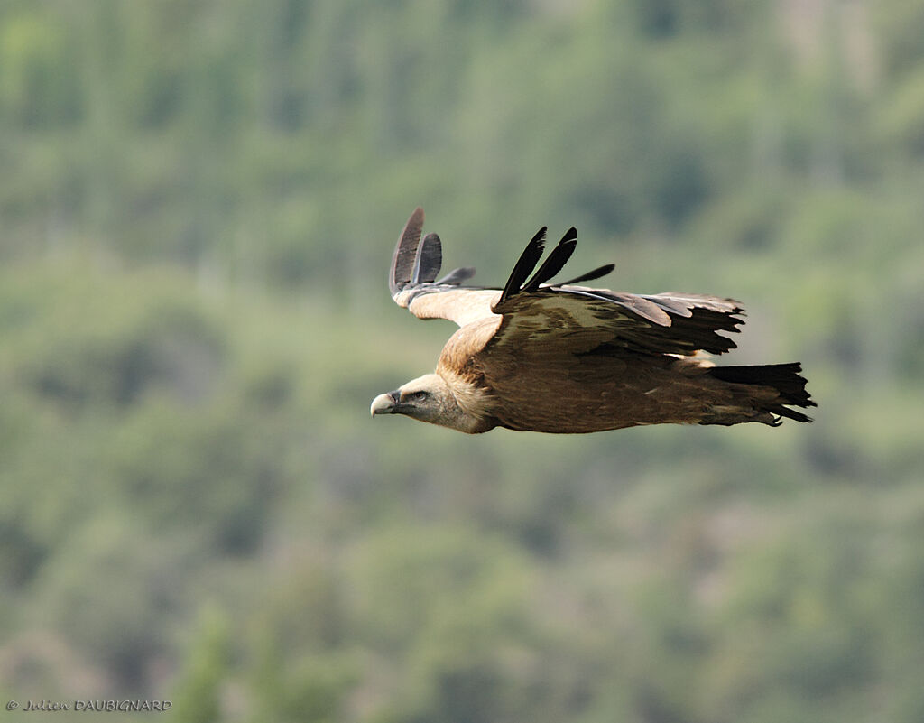 Vautour fauve, Vol