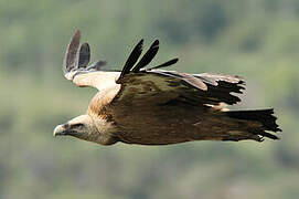 Griffon Vulture