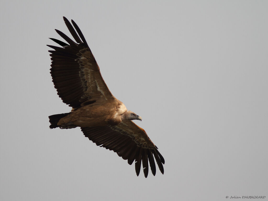 Griffon Vultureadult, Flight