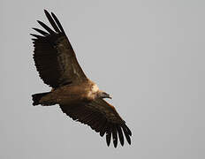 Griffon Vulture