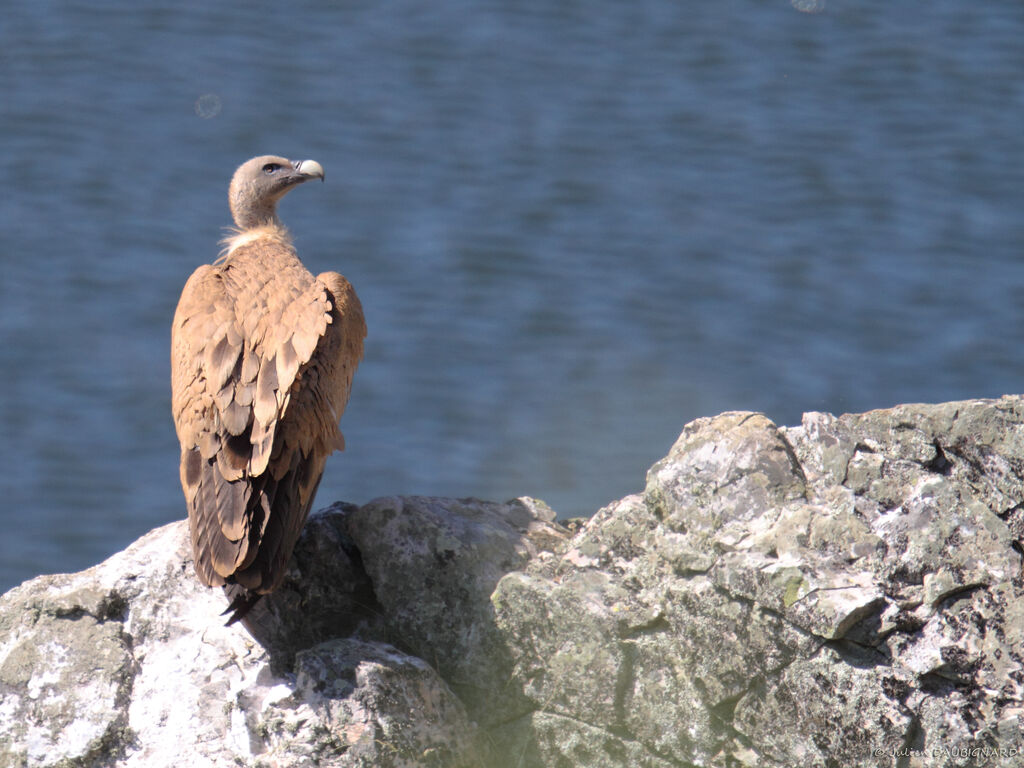 Griffon Vultureadult, identification