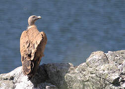 Griffon Vulture