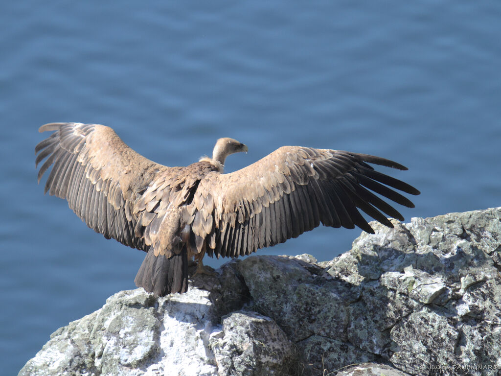 Griffon Vultureadult, identification