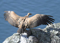 Griffon Vulture