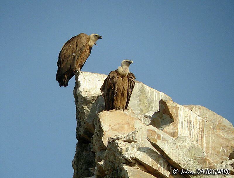 Griffon Vulture