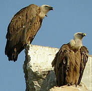 Griffon Vulture