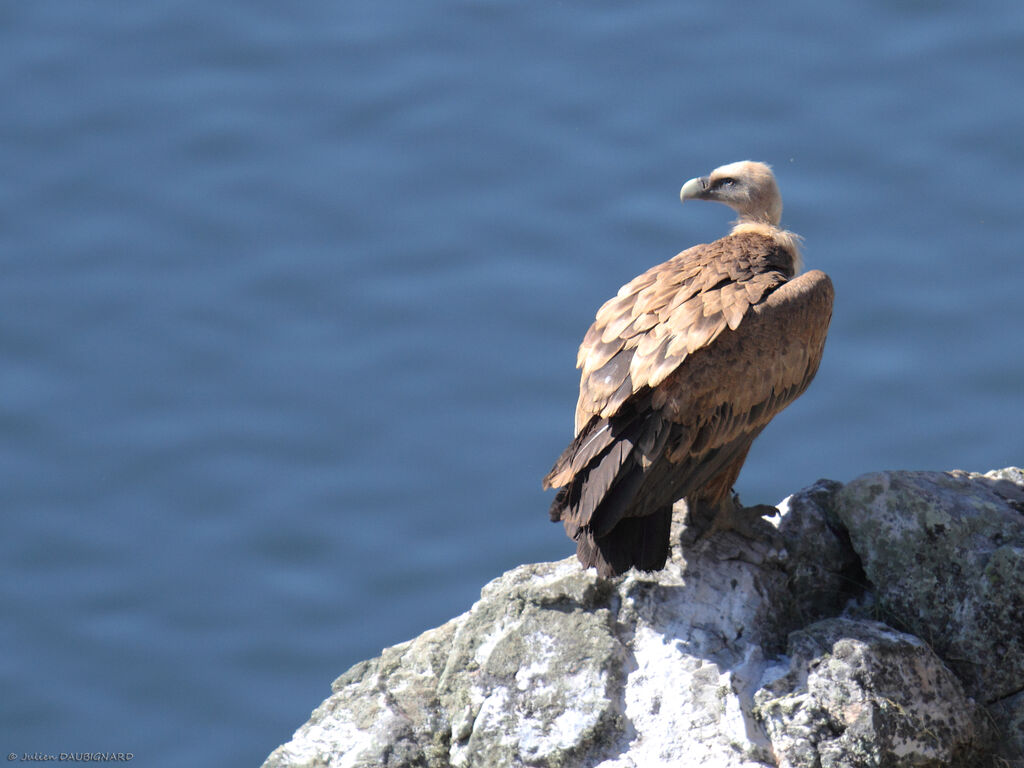 Griffon Vultureadult, identification