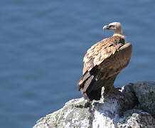 Griffon Vulture