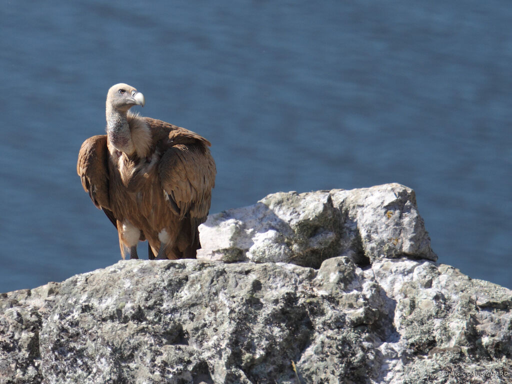 Griffon Vultureadult, identification