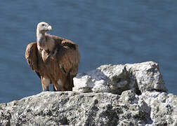 Griffon Vulture