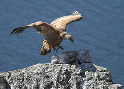 Griffon Vulture