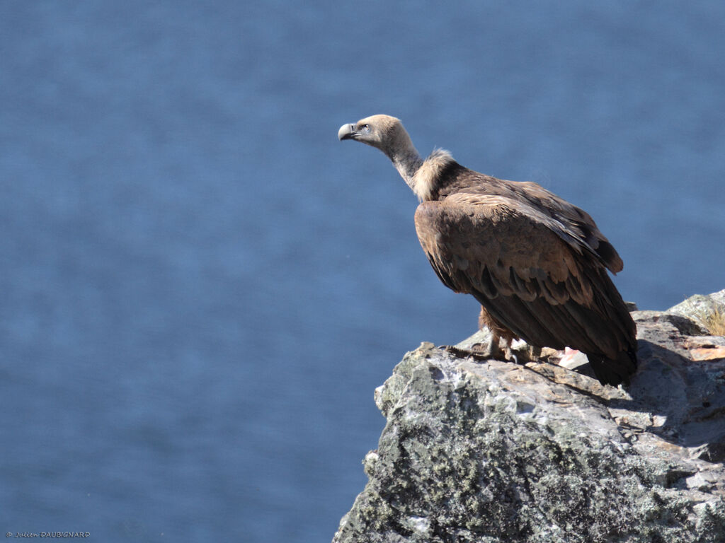 Griffon Vultureadult, identification