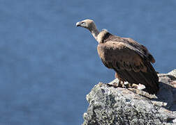 Griffon Vulture