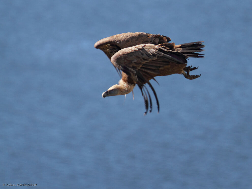 Griffon Vultureadult, Flight