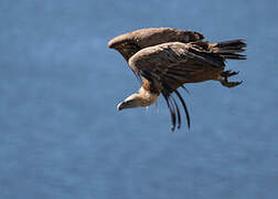 Griffon Vulture