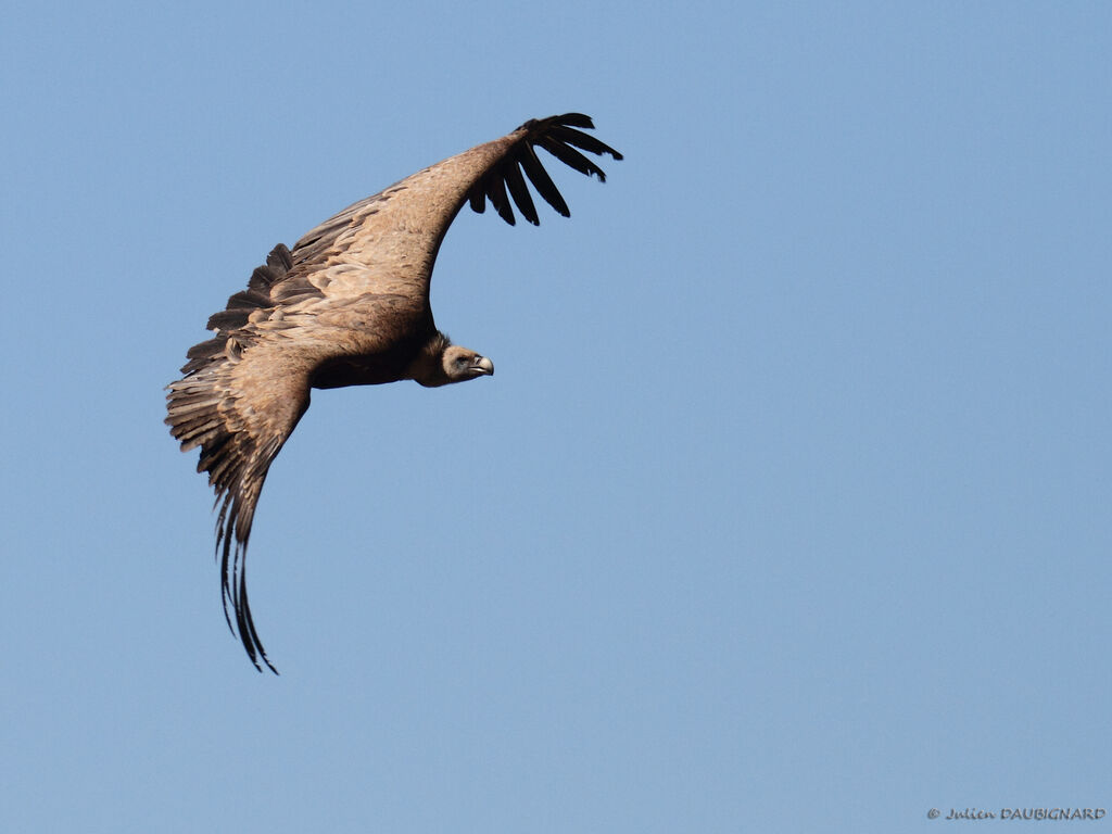 Vautour fauve, Vol