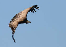 Griffon Vulture