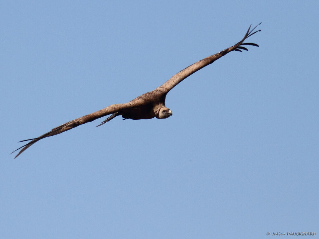 Vautour fauve, Vol