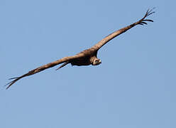 Griffon Vulture