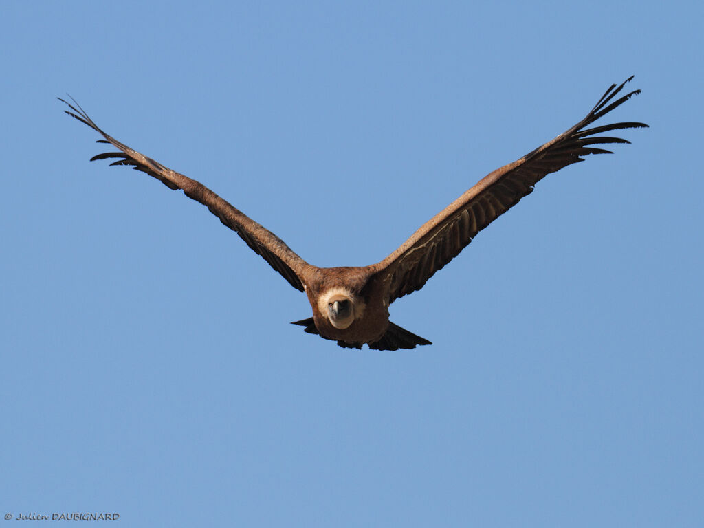 Griffon Vulture, Flight