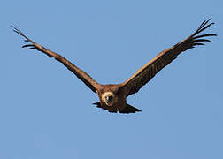 Griffon Vulture