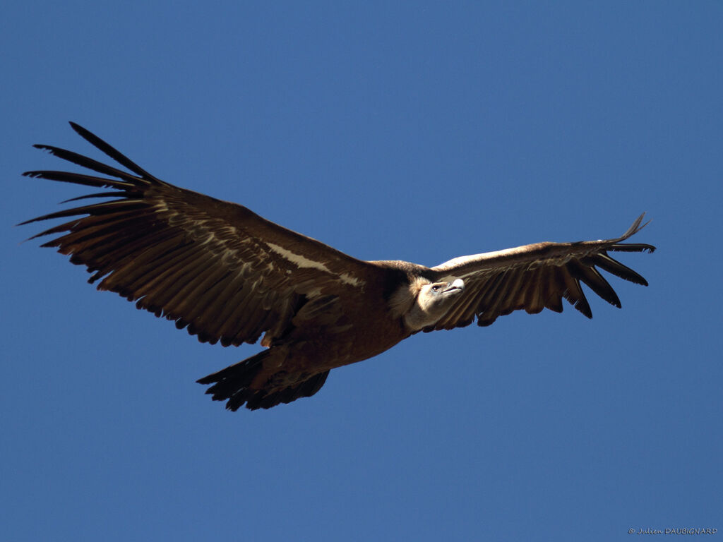 Vautour fauve, Vol