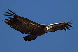 Griffon Vulture